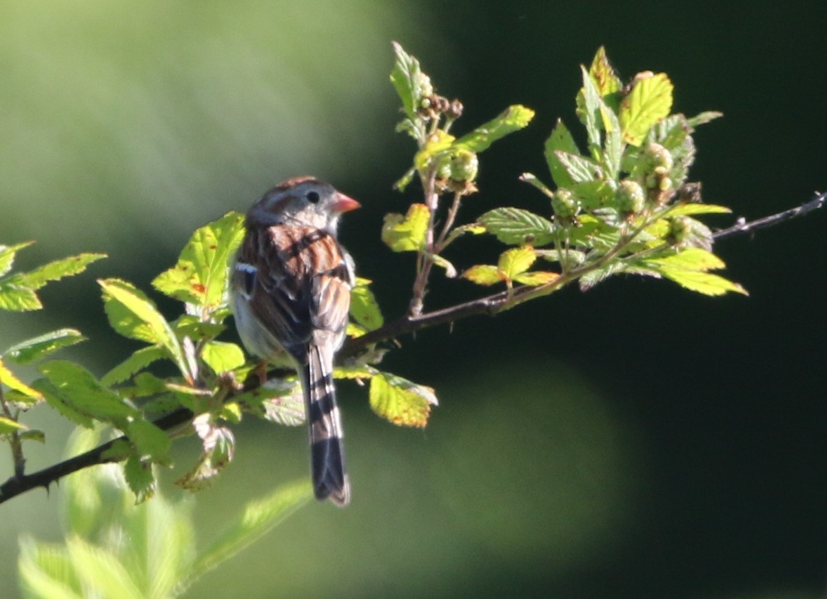 Field Sparrow - ML620218326