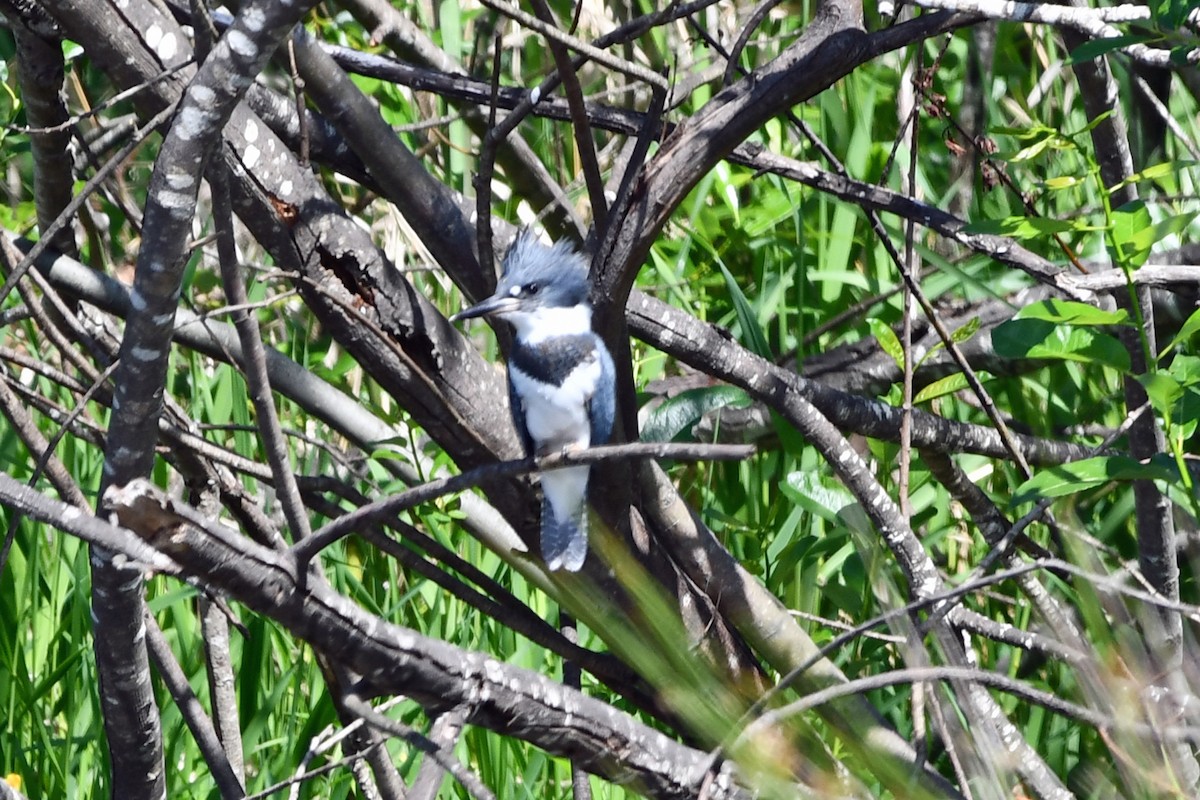 Belted Kingfisher - ML620218337