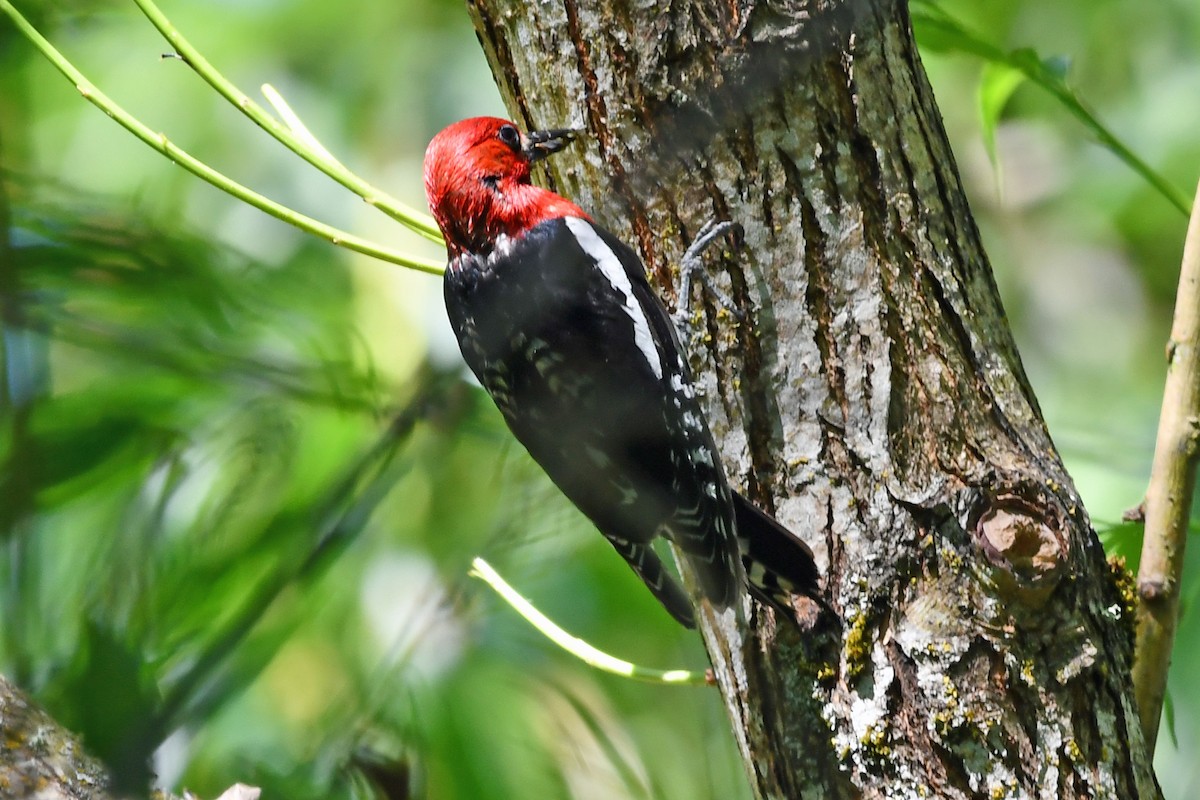 Red-breasted Sapsucker - ML620218342