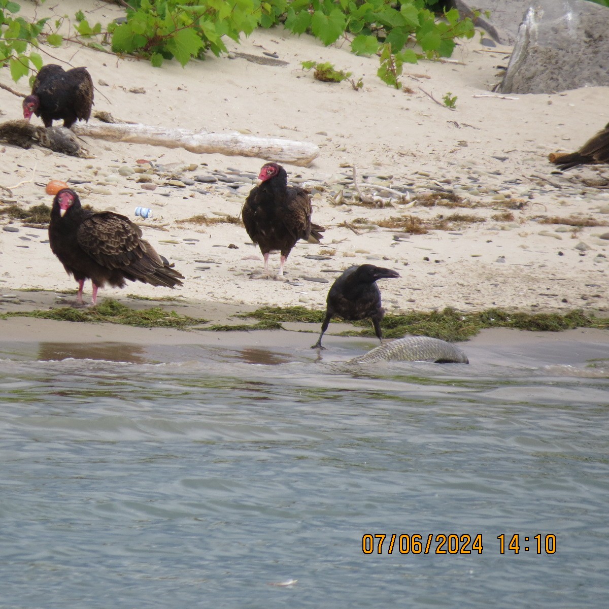 Common Raven - ML620218348