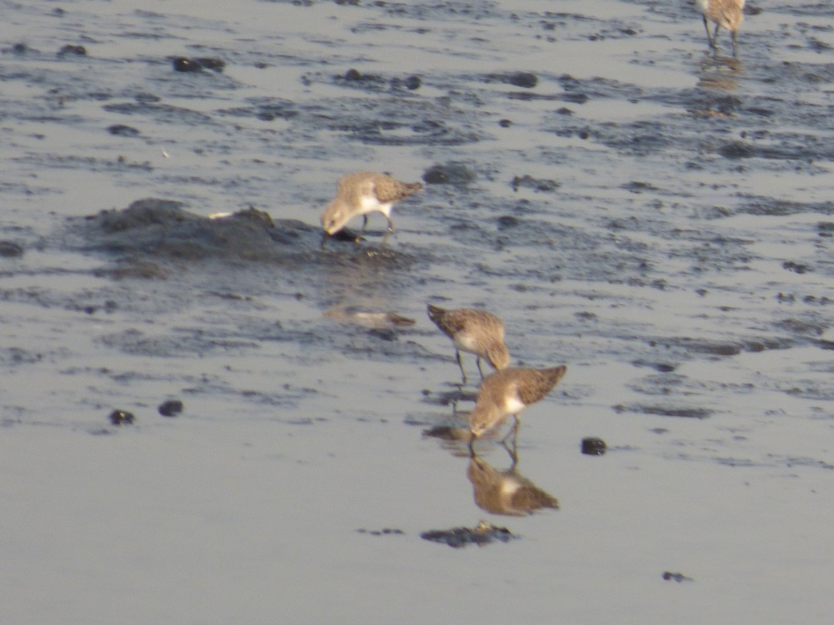 Little Stint - ML620218350