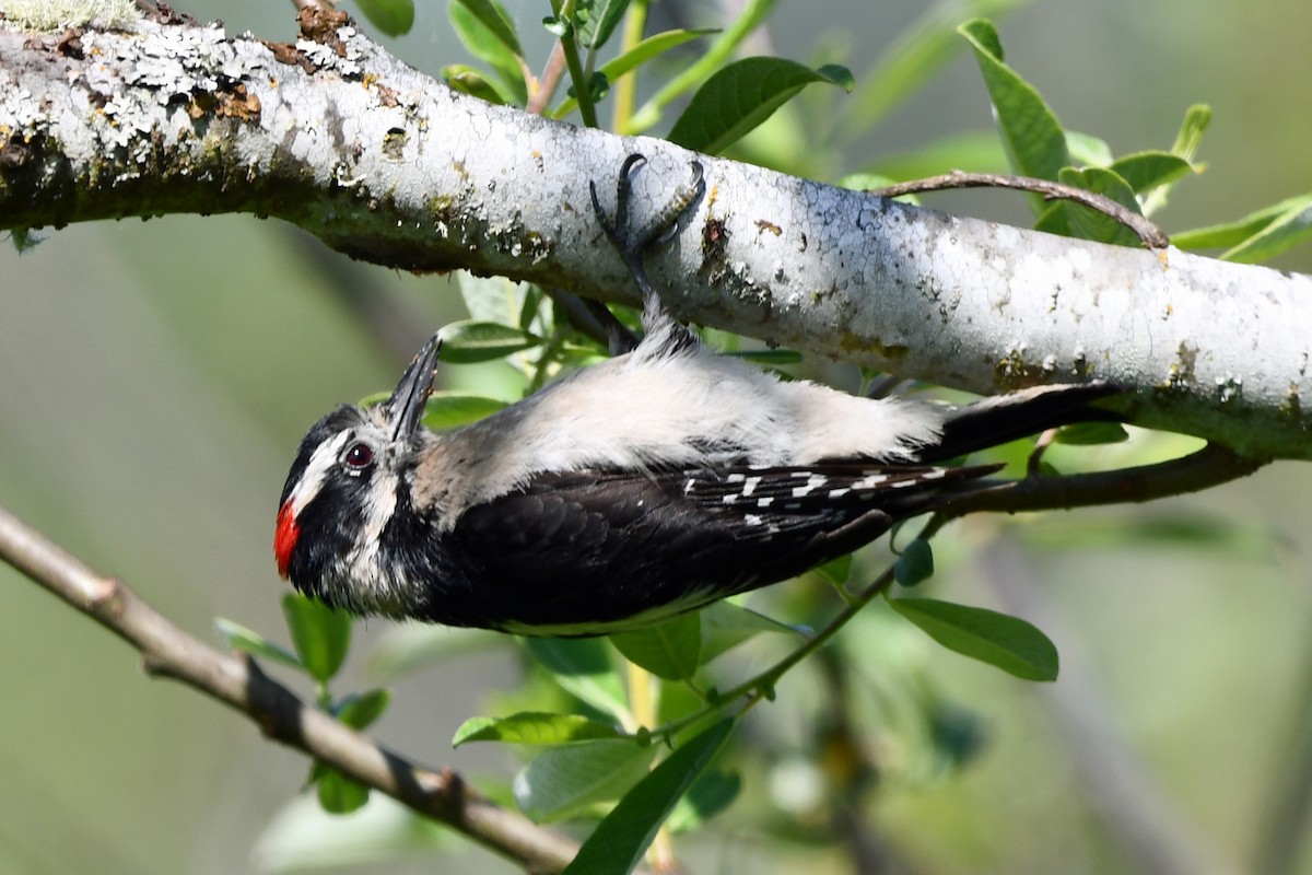 Downy Woodpecker - ML620218357