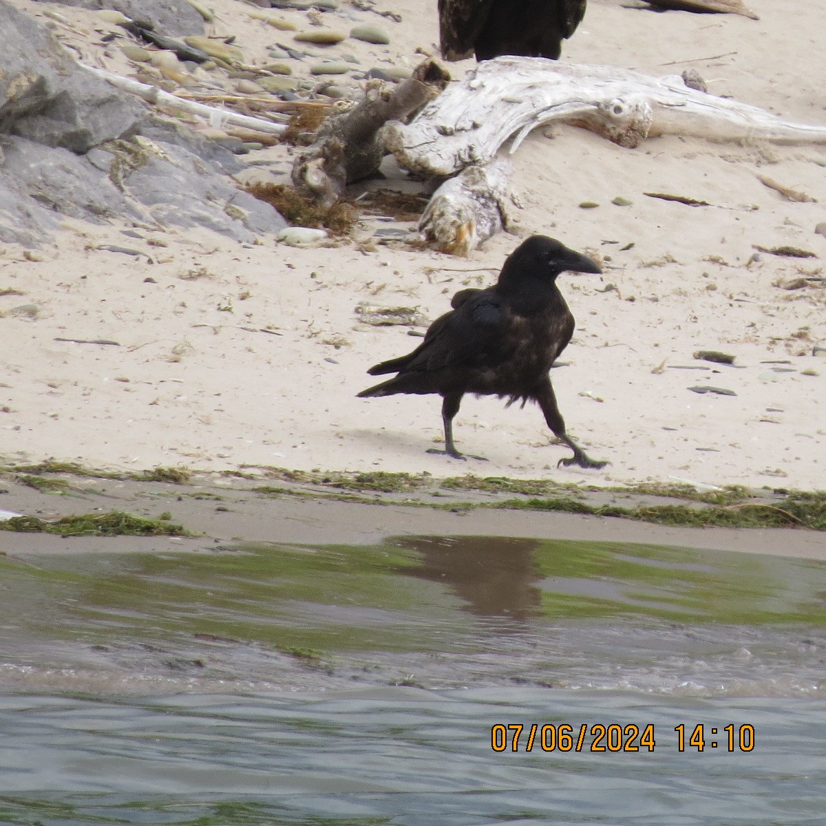 Common Raven - ML620218360