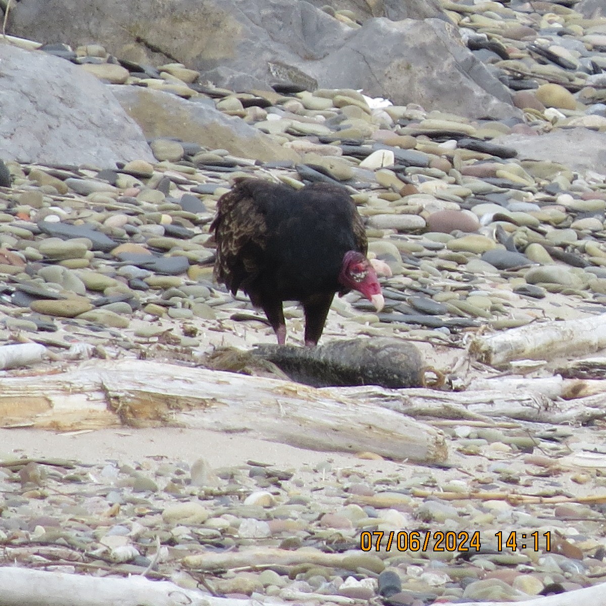 Turkey Vulture - ML620218368