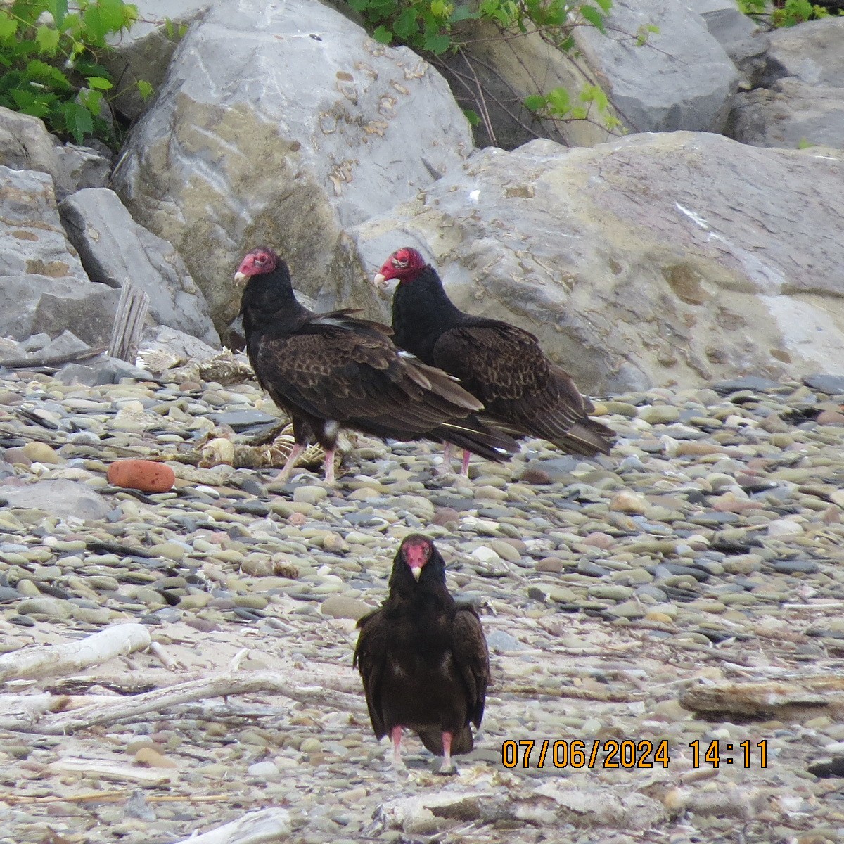 Turkey Vulture - ML620218371