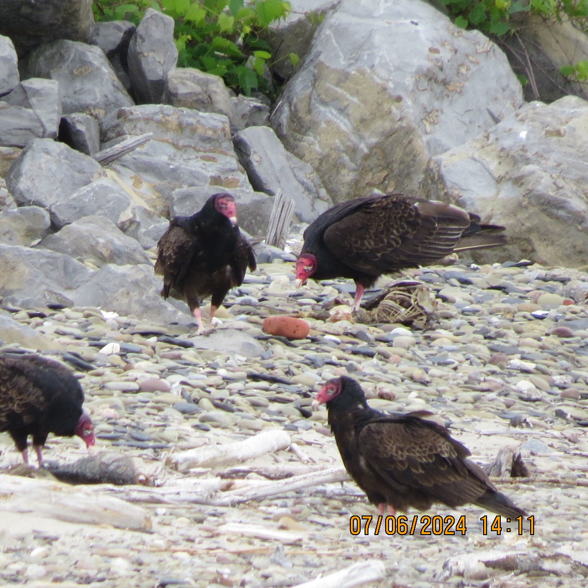 Turkey Vulture - ML620218372