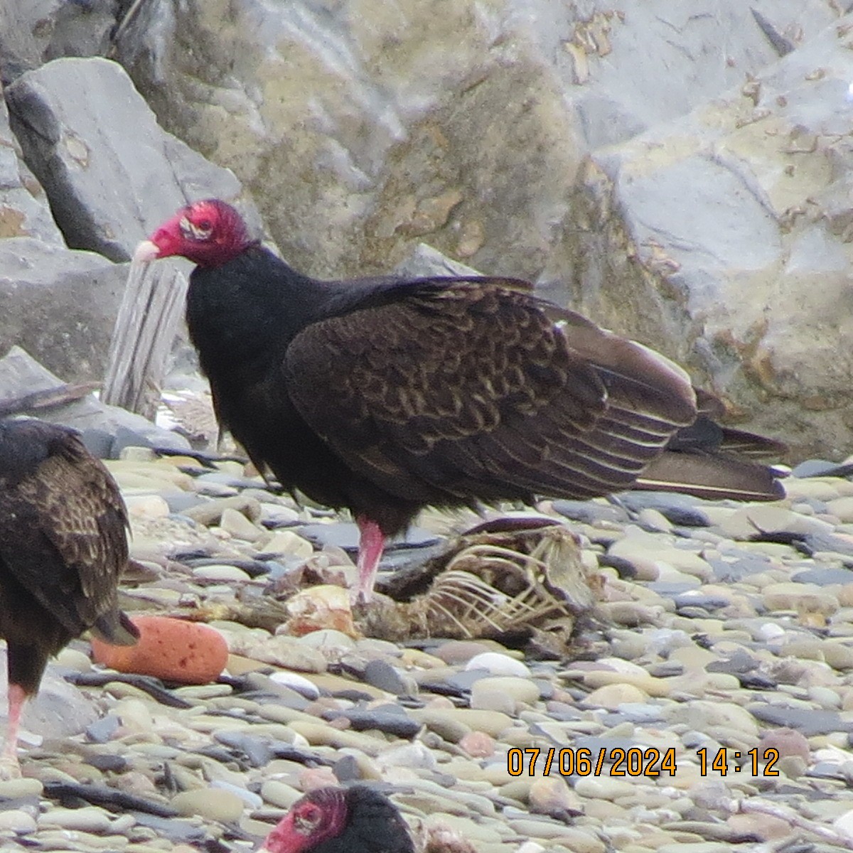Turkey Vulture - ML620218374