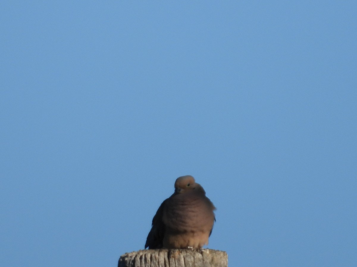 Mourning Dove - ML620218375