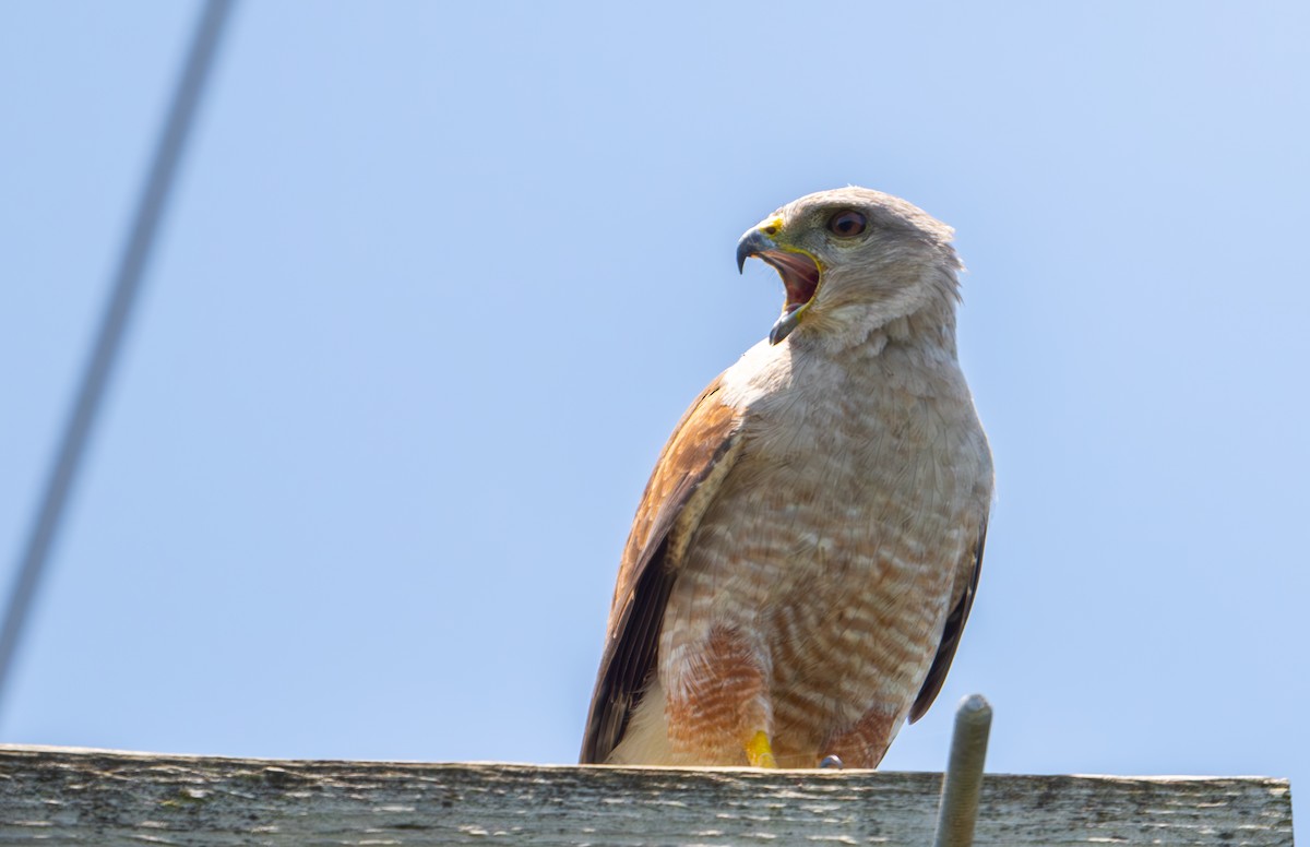 Haitibussard - ML620218377