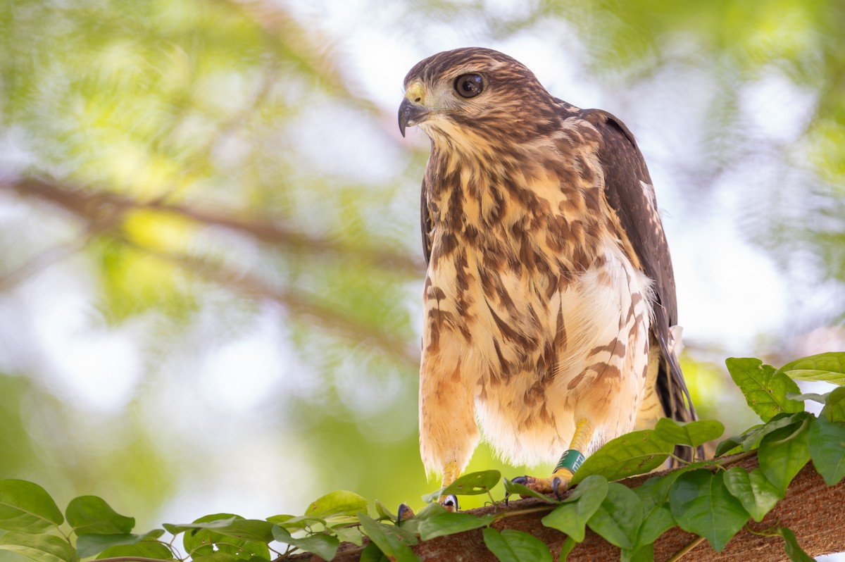 Haitibussard - ML620218380