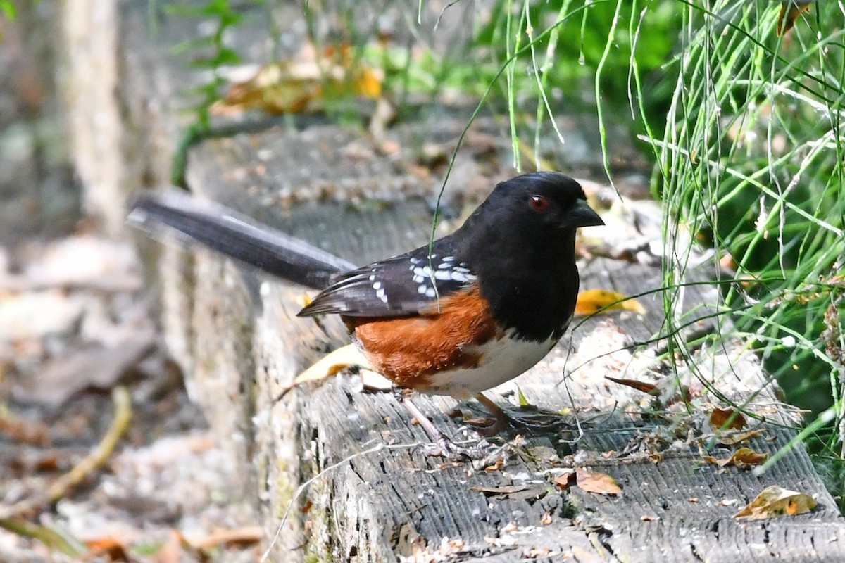 Spotted Towhee - ML620218392