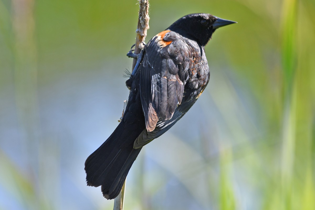 Red-winged Blackbird - Steve Hawes