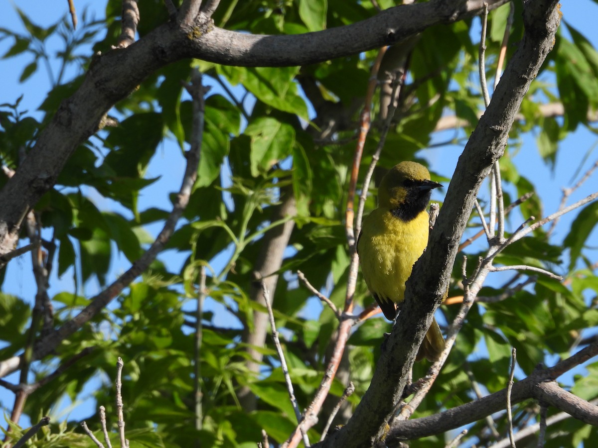 Orchard Oriole - ML620218407