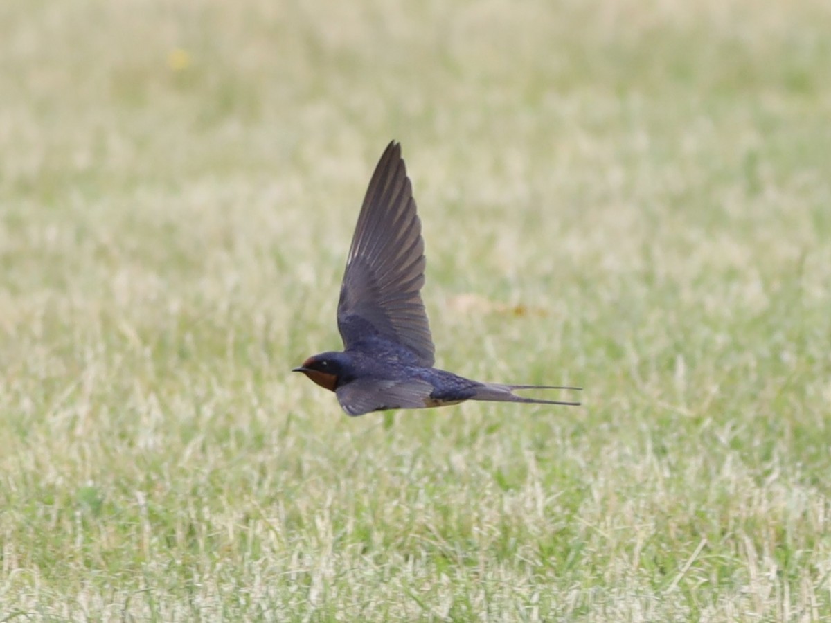 Barn Swallow - ML620218413