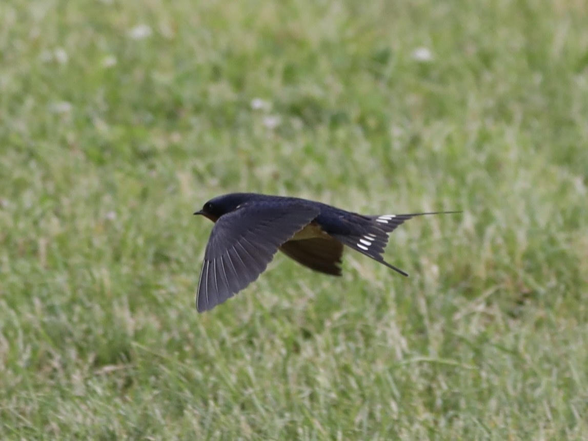 Barn Swallow - ML620218415