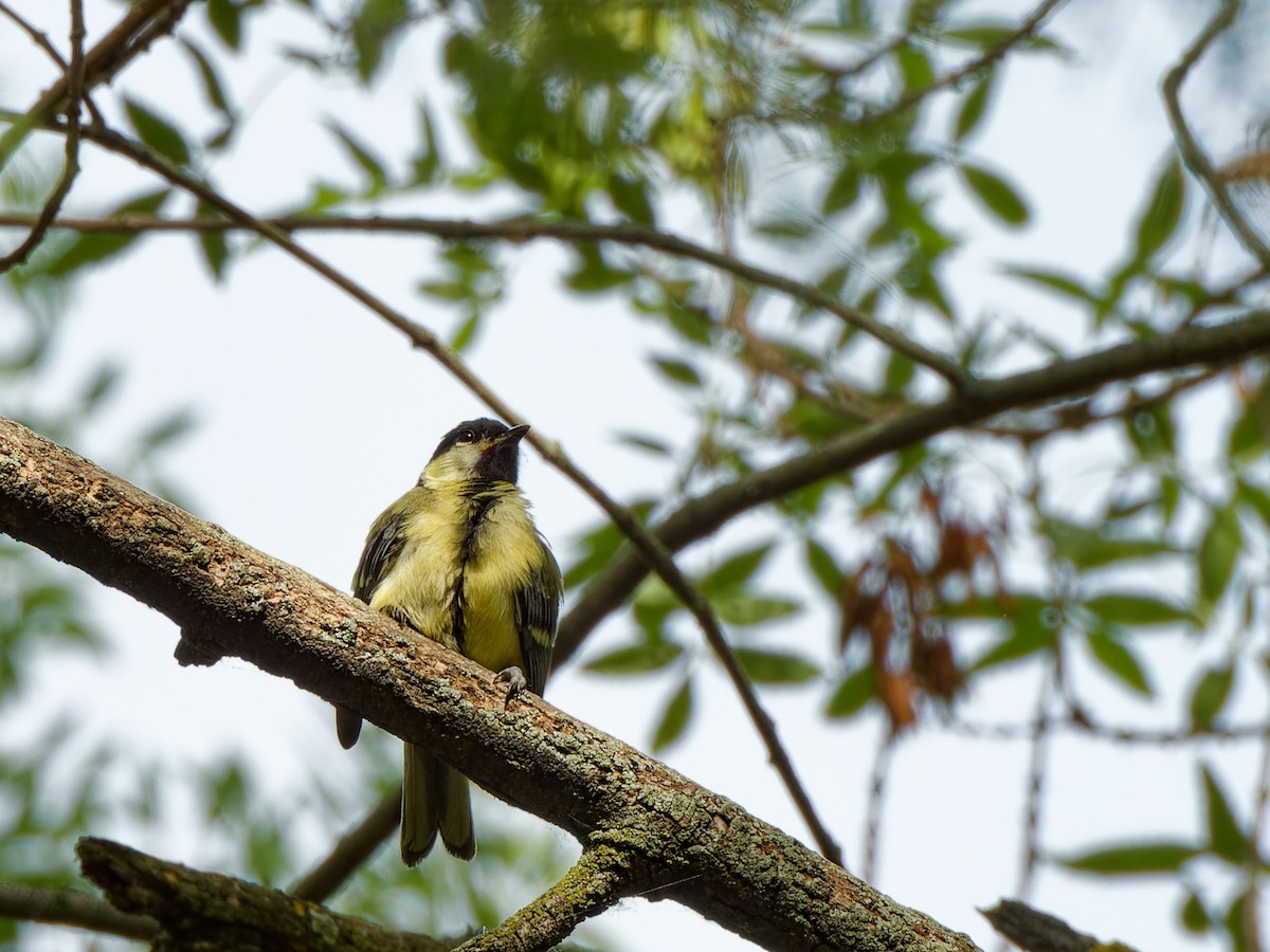 Great Tit - ML620218433