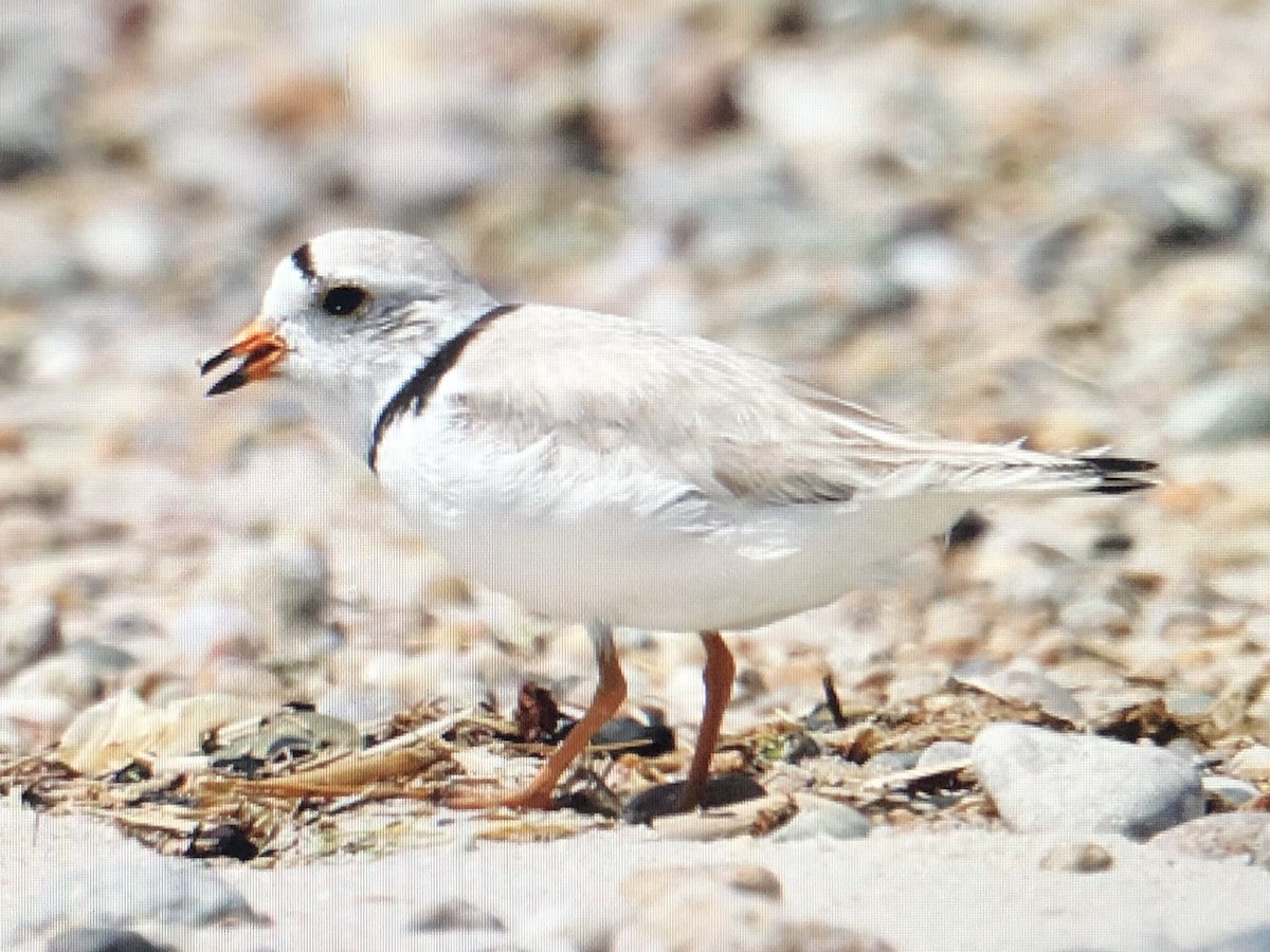 Piping Plover - ML620218438