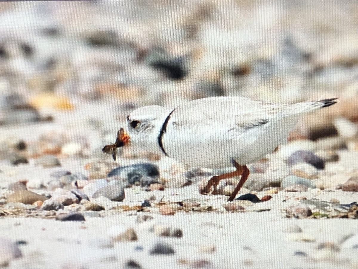 Piping Plover - ML620218439