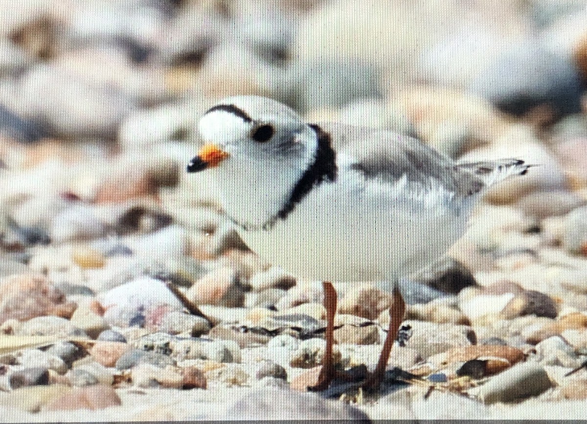 Piping Plover - ML620218440