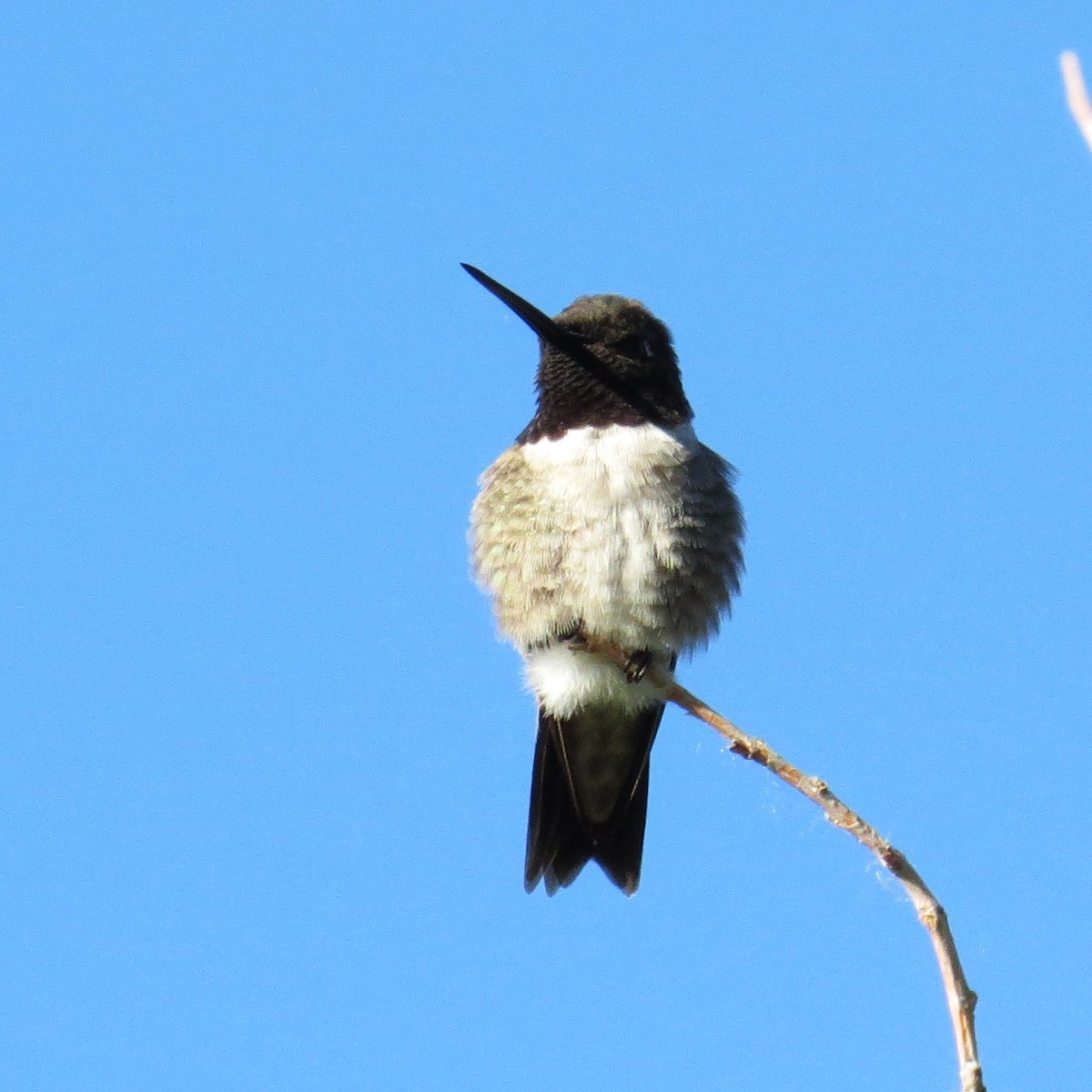 Black-chinned Hummingbird - ML620218471