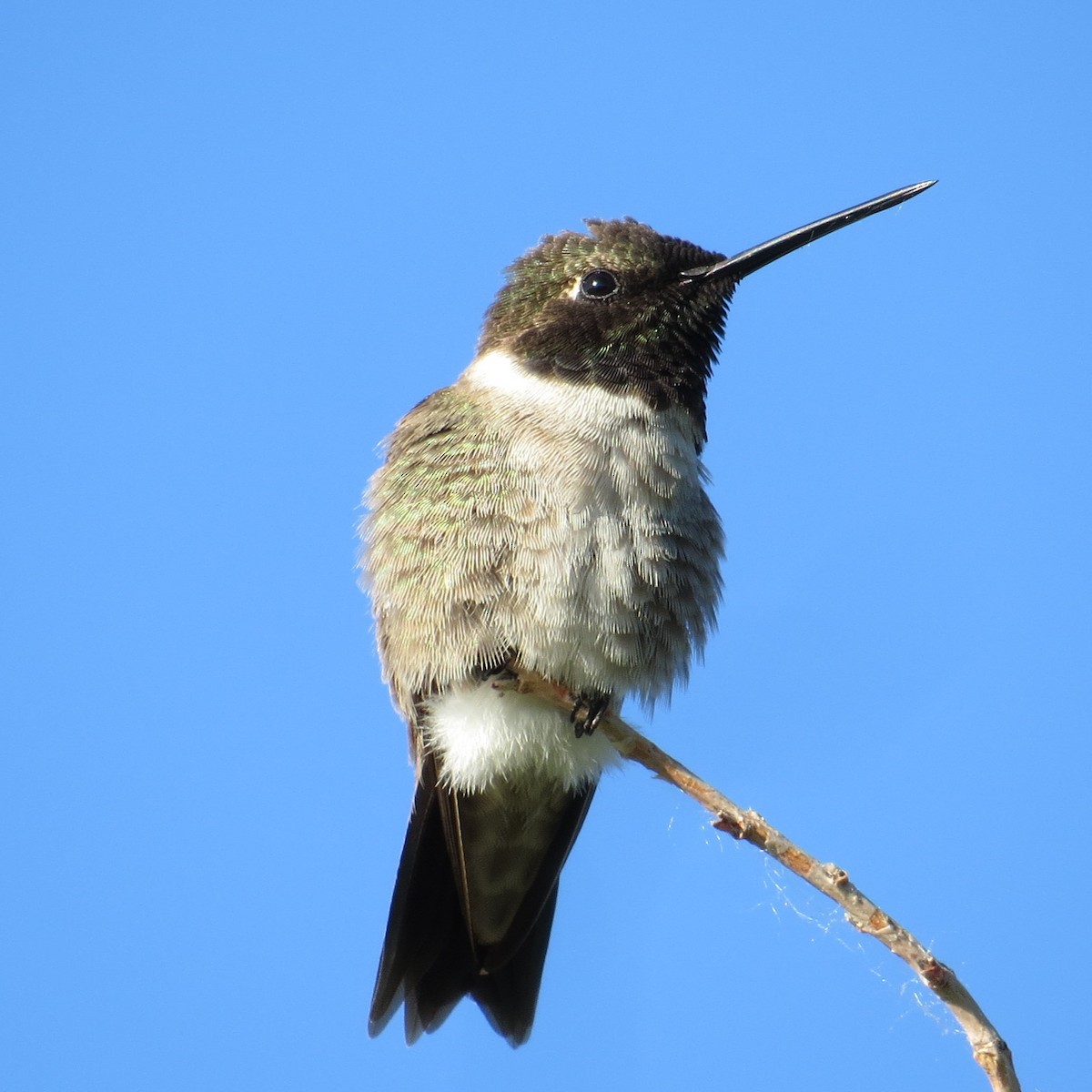 Black-chinned Hummingbird - ML620218472