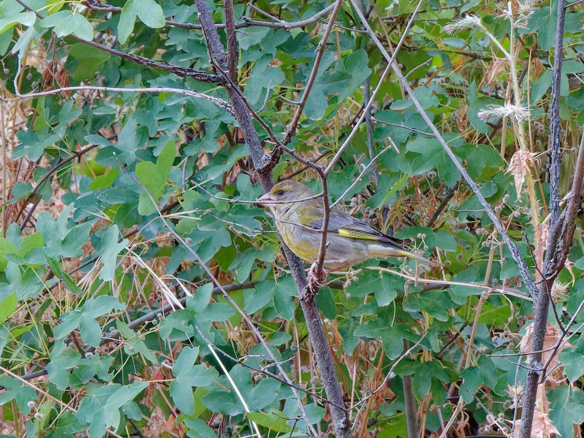 European Greenfinch - ML620218480