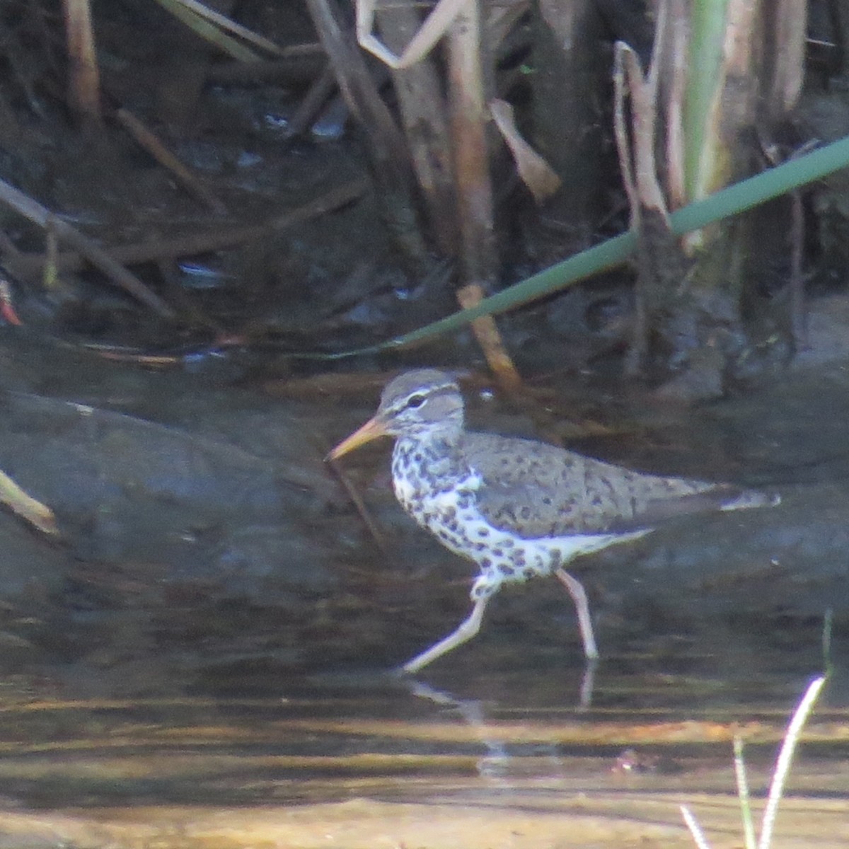 Spotted Sandpiper - ML620218486