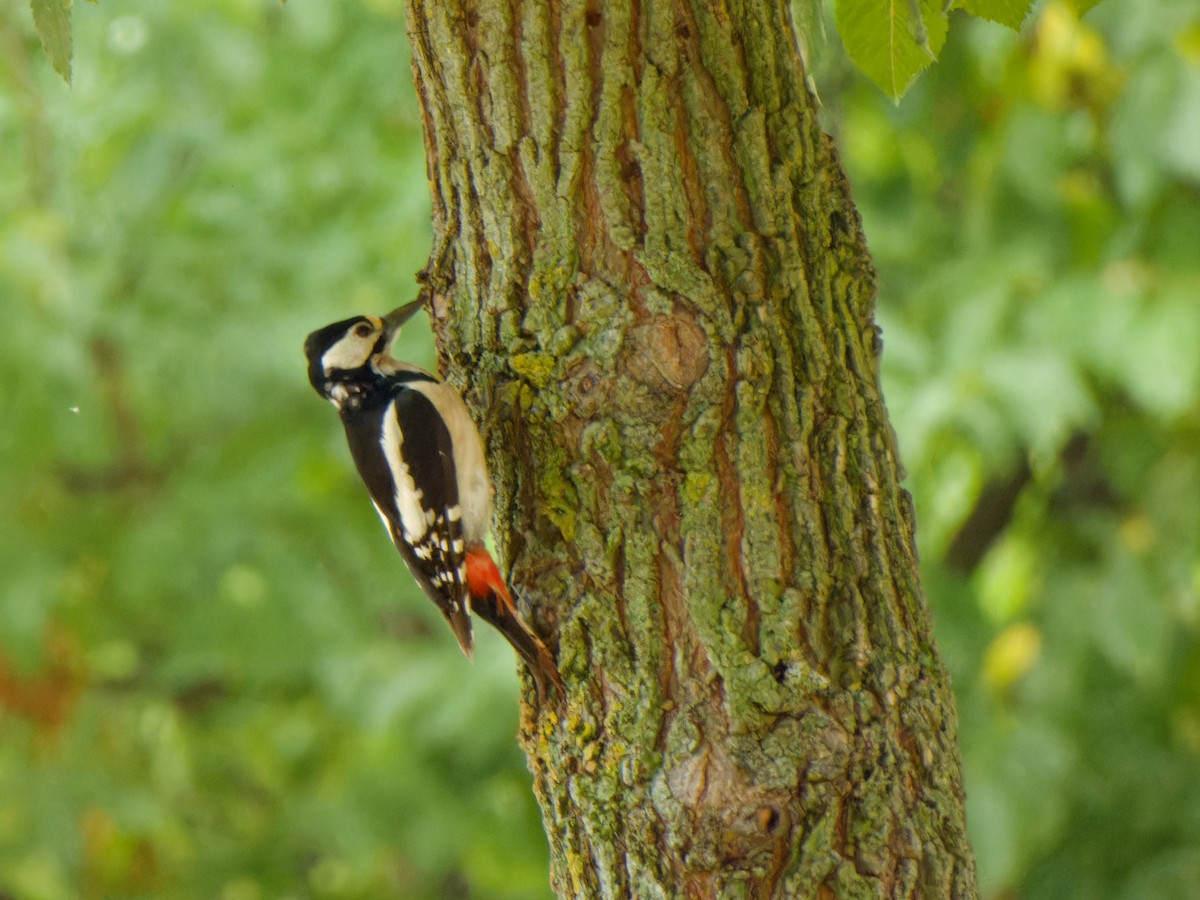 Great Spotted Woodpecker - ML620218487