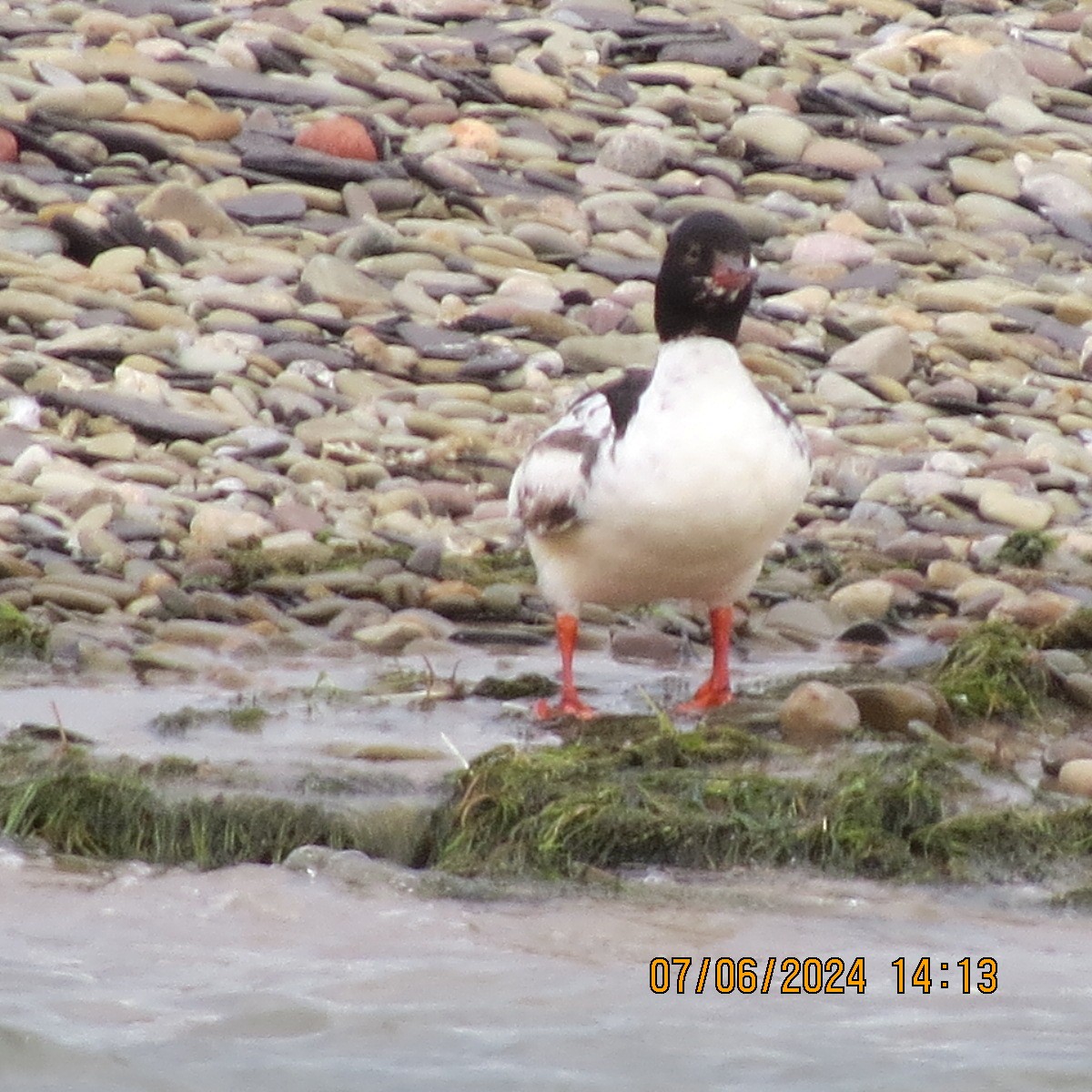 Common Merganser - ML620218489