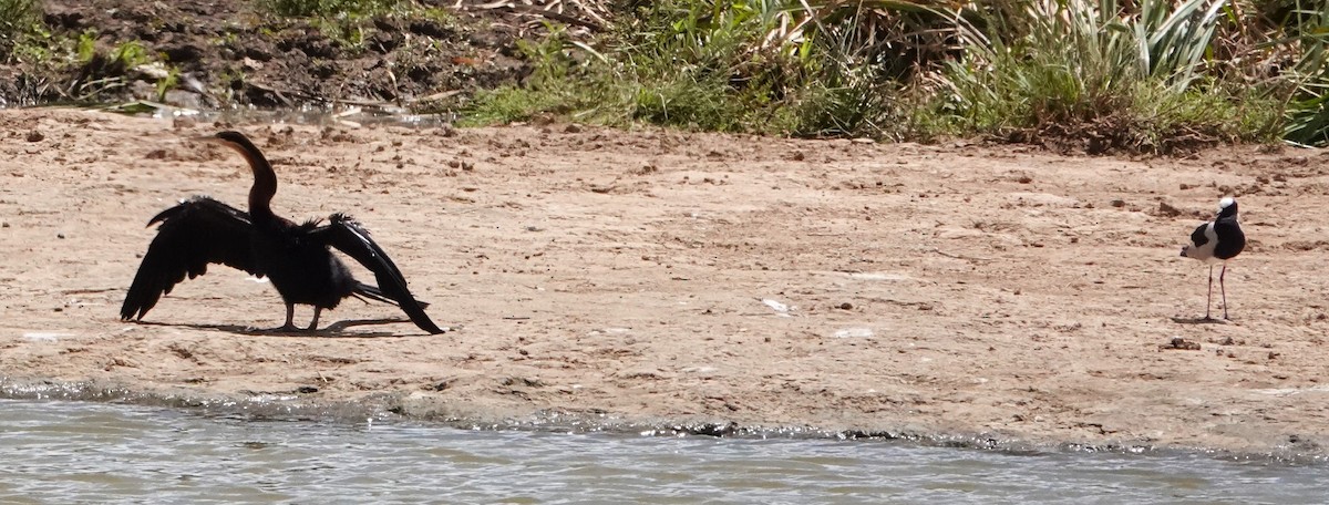 Afrika-Schlangenhalsvogel - ML620218504