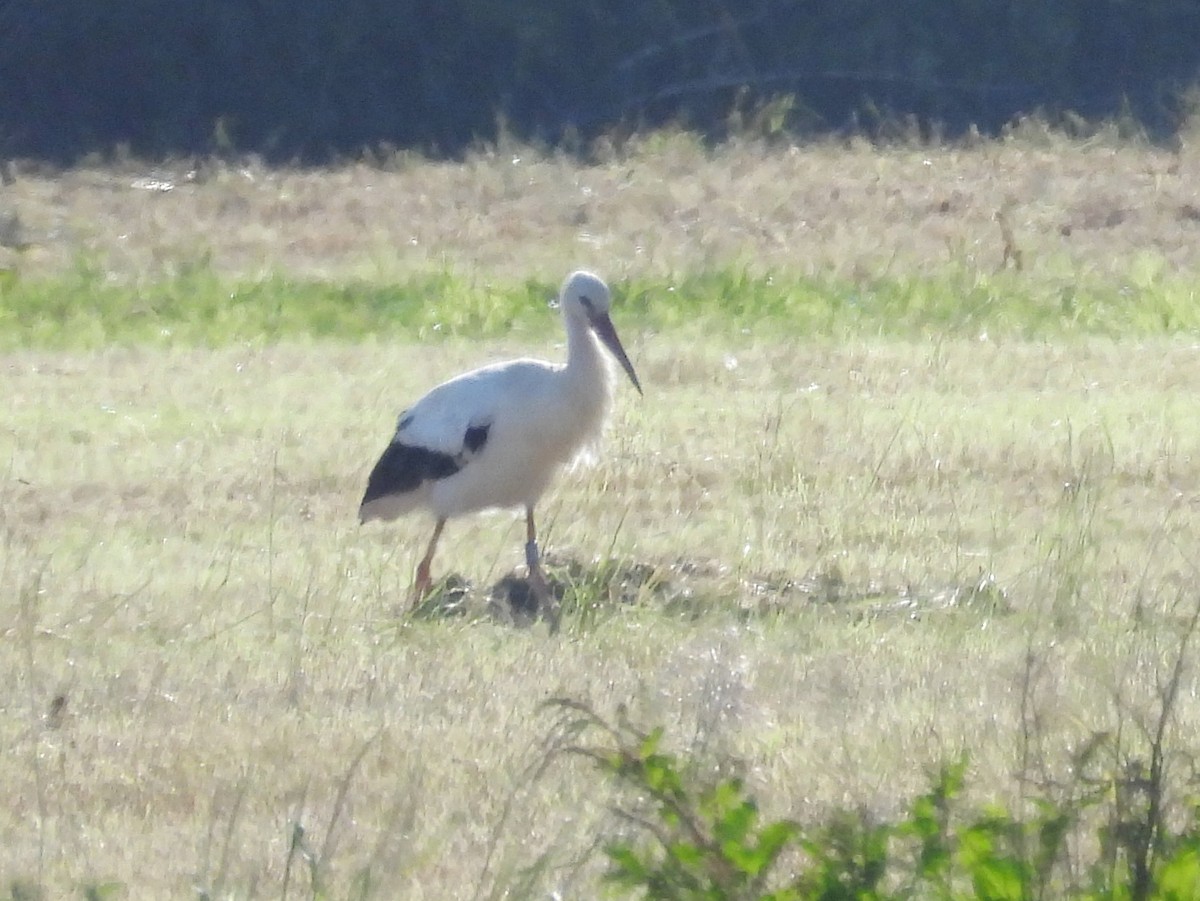 White Stork - ML620218515