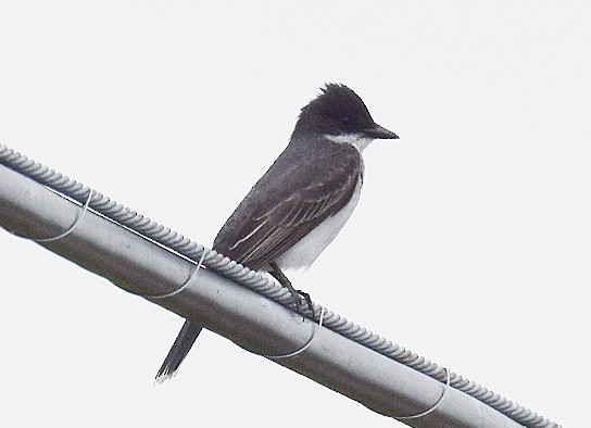 Eastern Kingbird - ML620218518