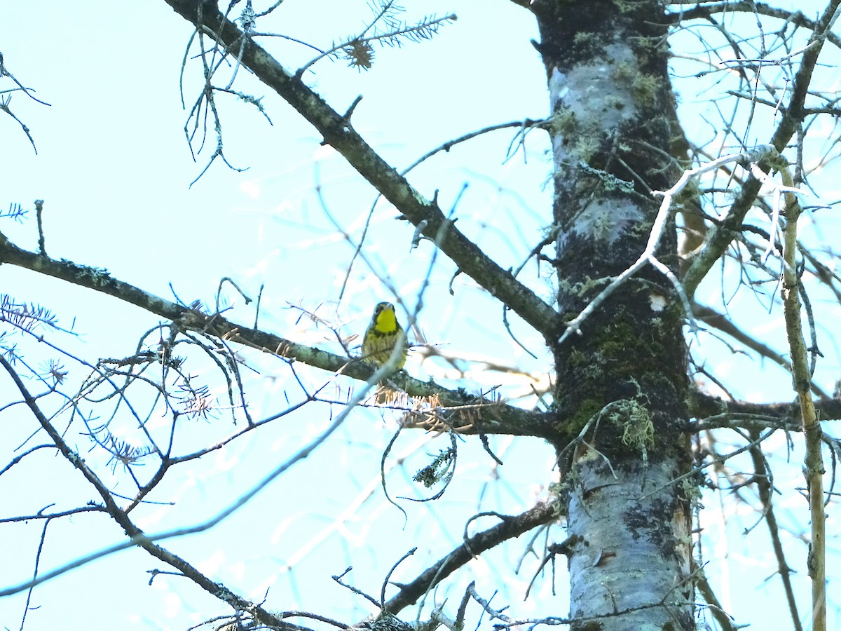 Canada Warbler - Jean-Marc Emery