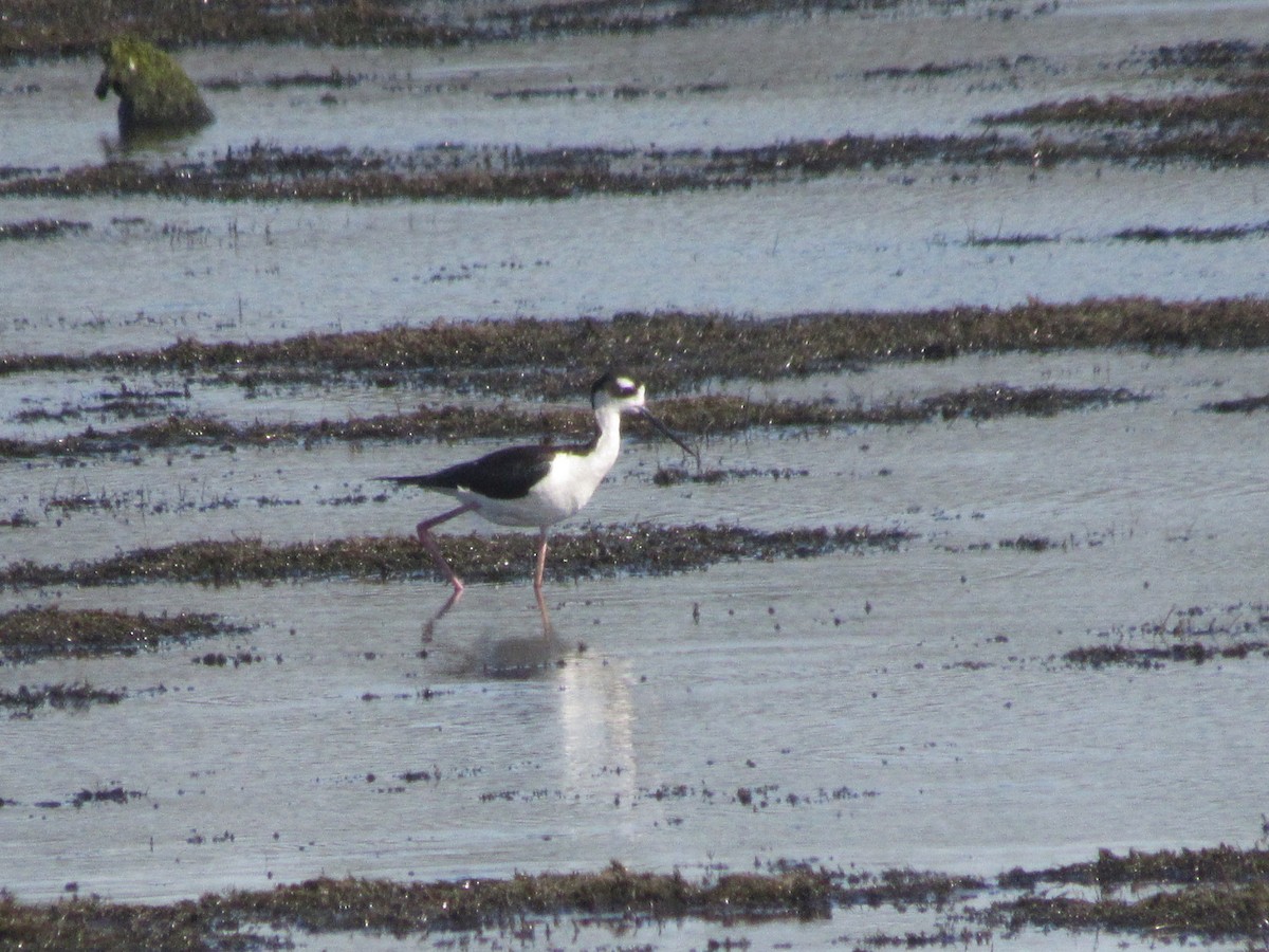 Black-necked Stilt - ML620218538