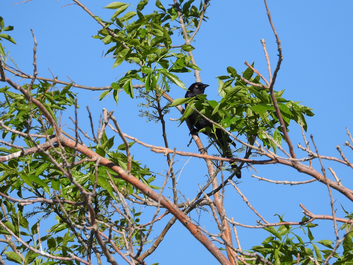 Brewer's Blackbird - ML620218545