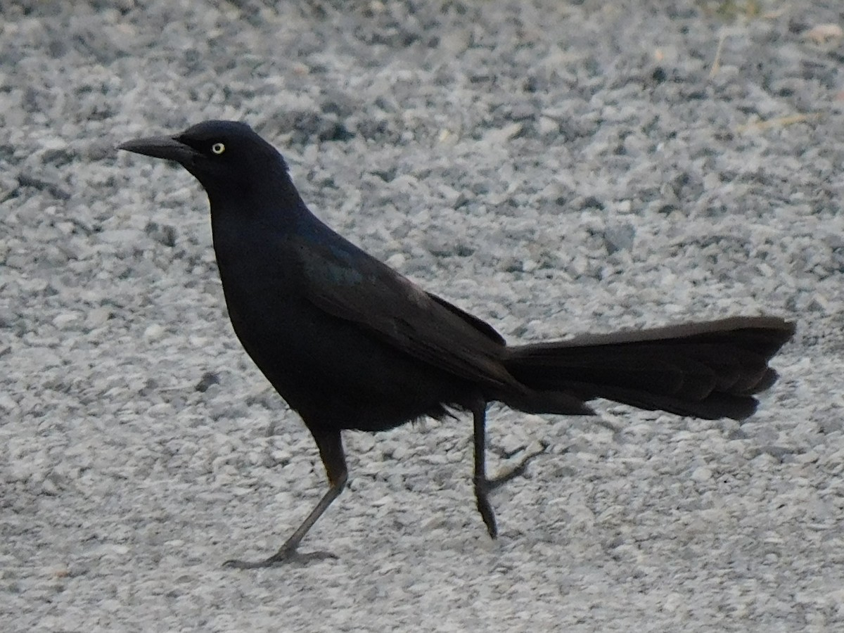 Great-tailed Grackle - ML620218563