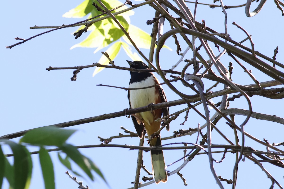 Eastern Towhee - ML620218567