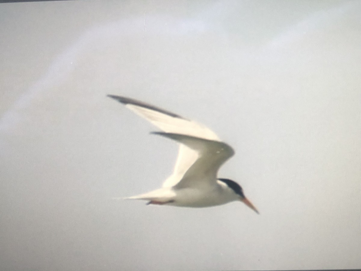 Least Tern - ML620218569