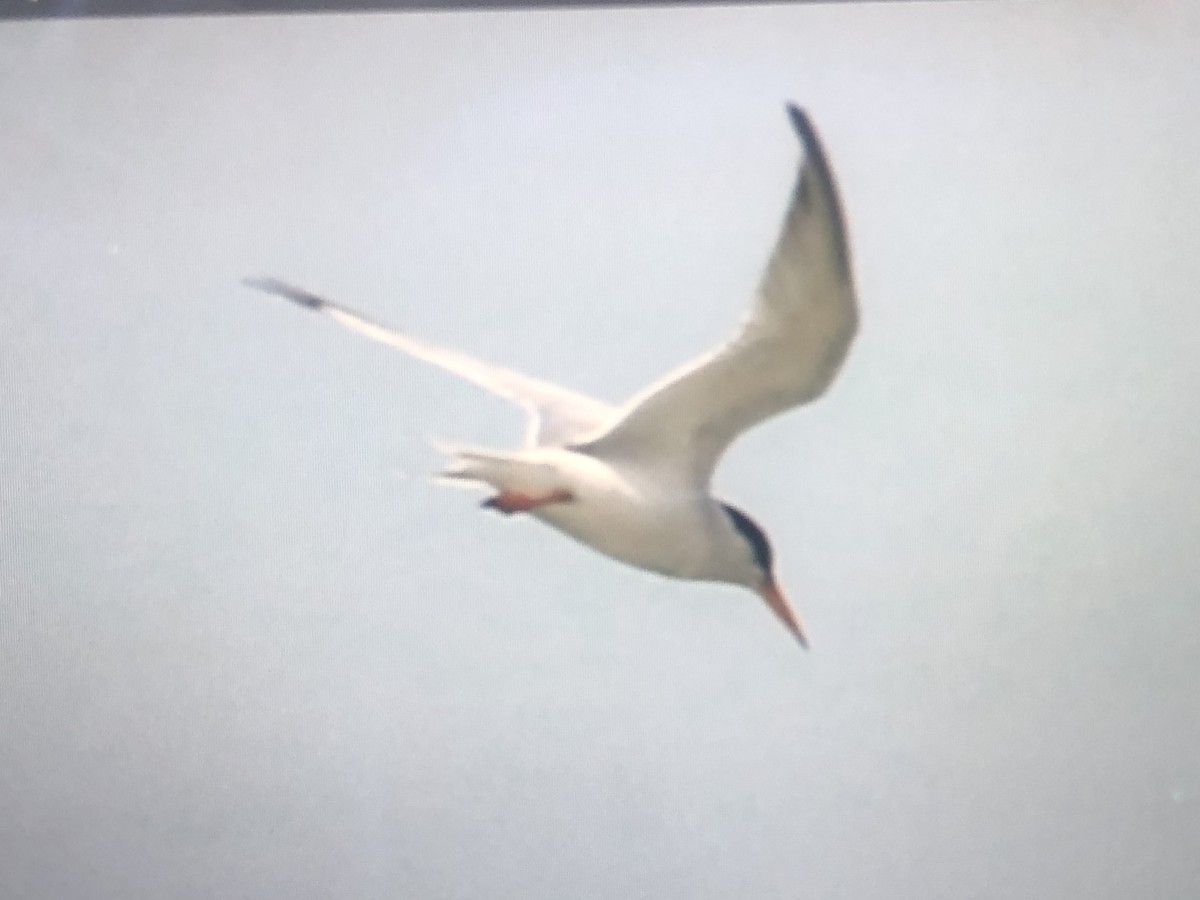 Least Tern - ML620218570