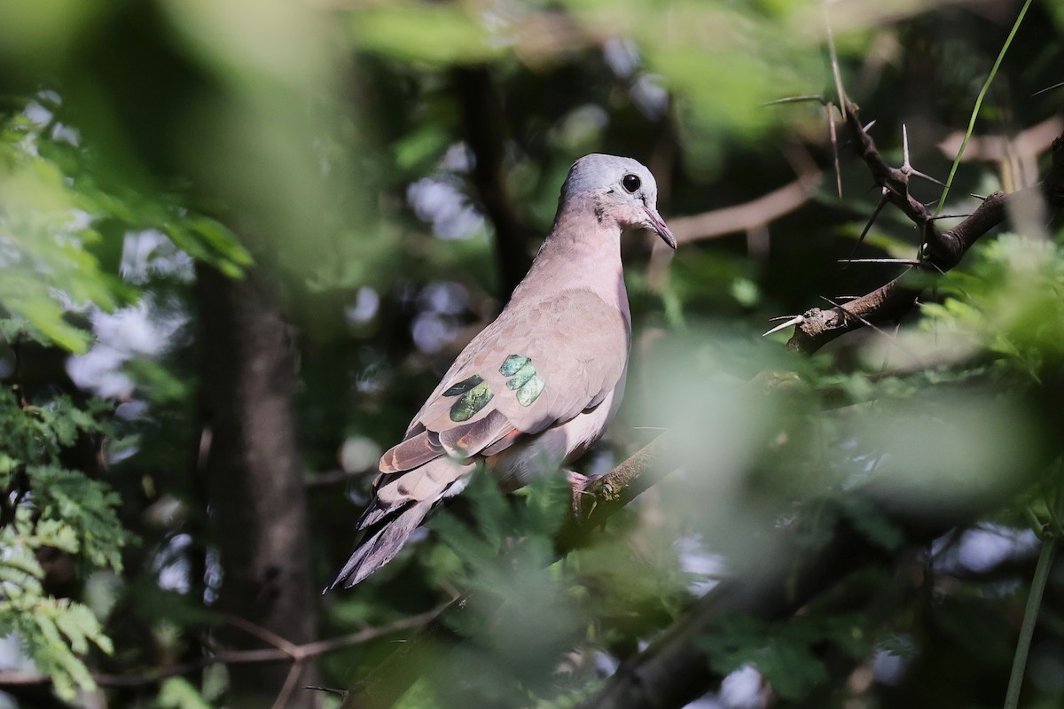 Emerald-spotted Wood-Dove - ML620218576