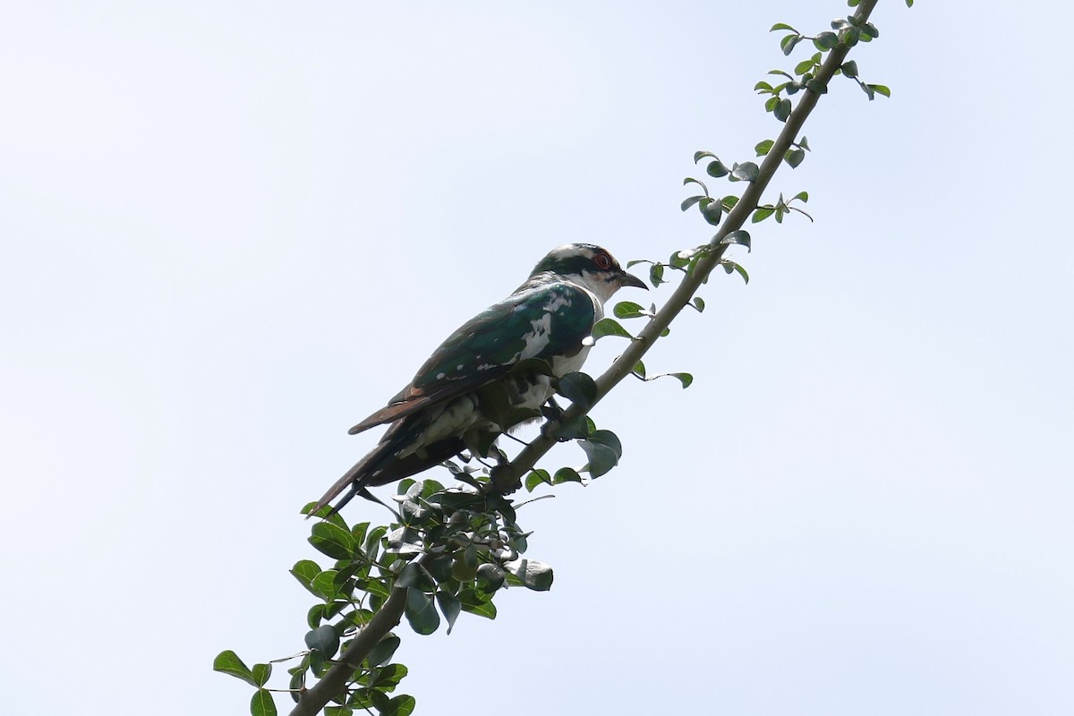 Dideric Cuckoo - ML620218581