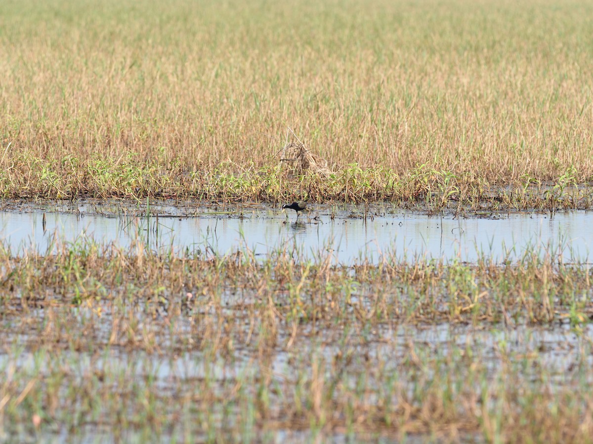 Bronze-winged Jacana - ML620218587