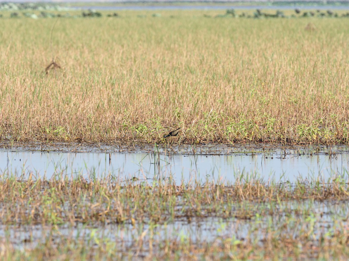 Bronze-winged Jacana - ML620218588