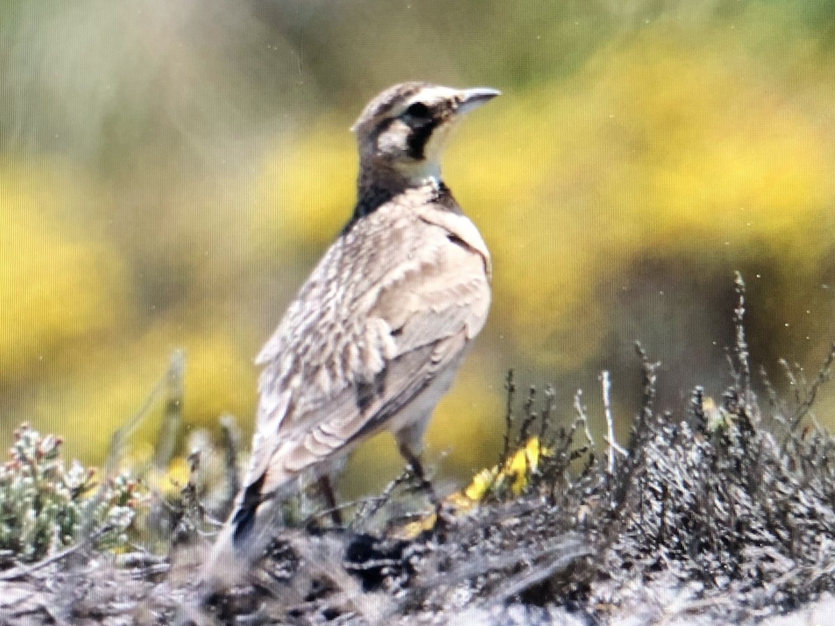 Horned Lark - ML620218589