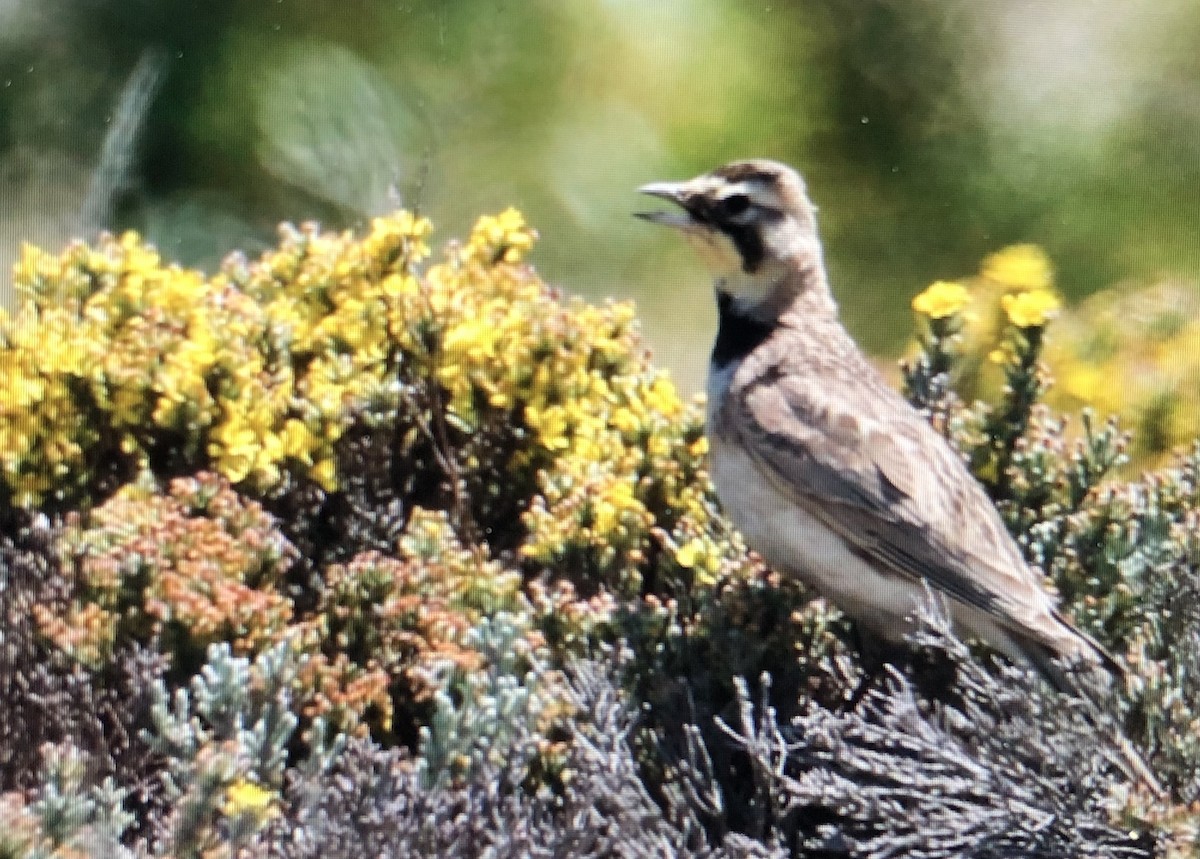 Horned Lark - ML620218590