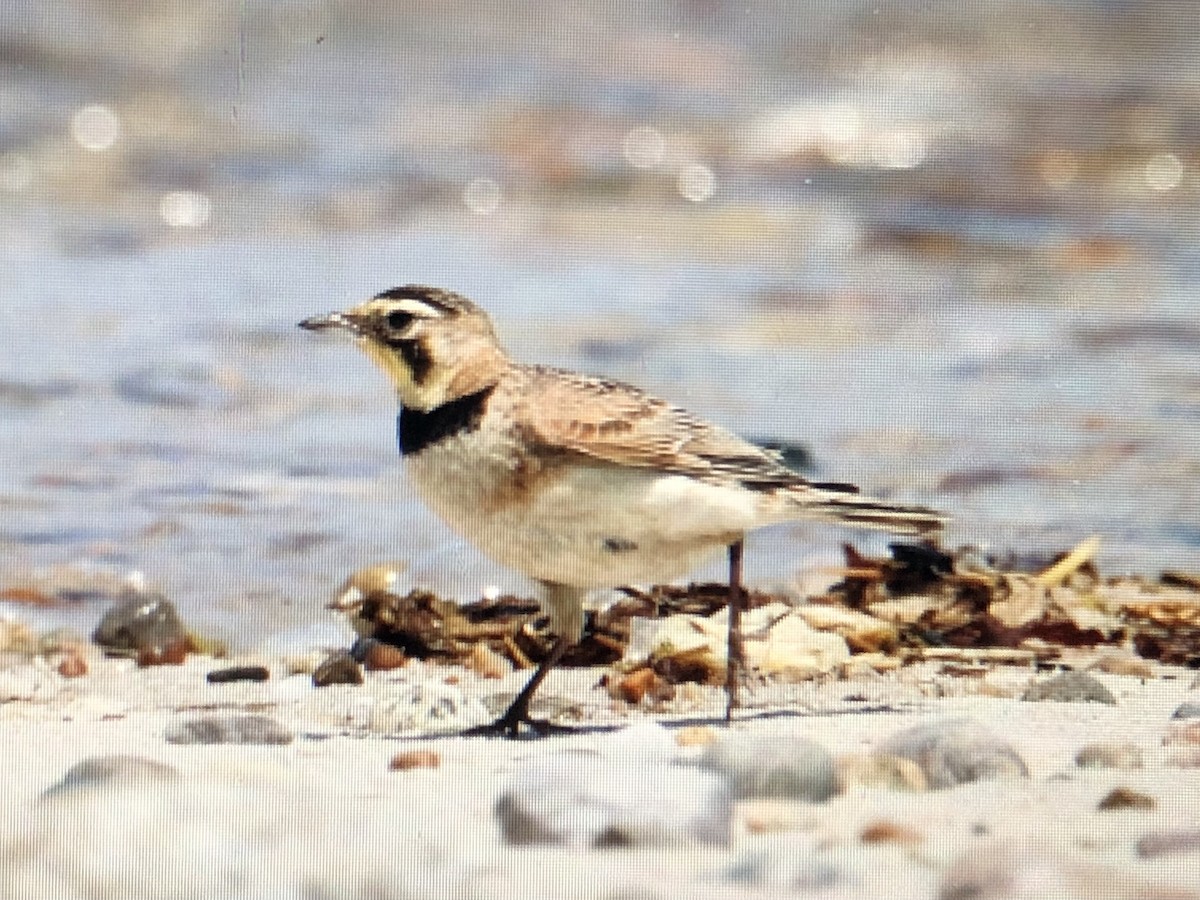 Horned Lark - Jules S