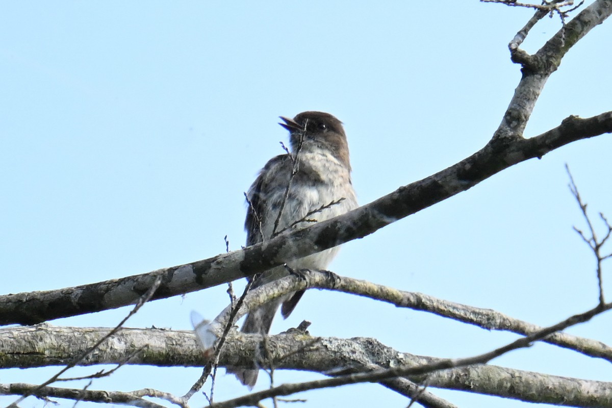 Eastern Phoebe - ML620218596