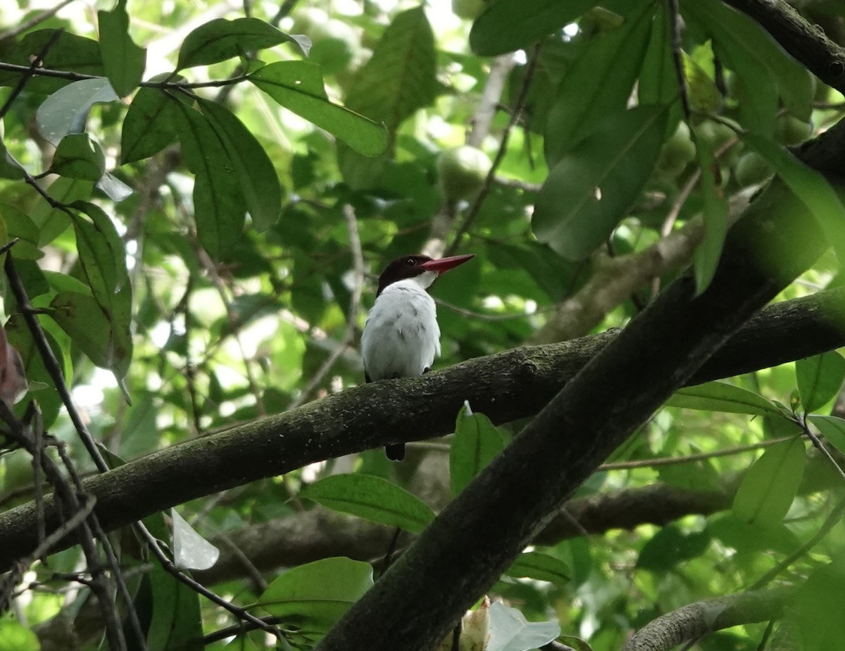 Chocolate-backed Kingfisher - ML620218610