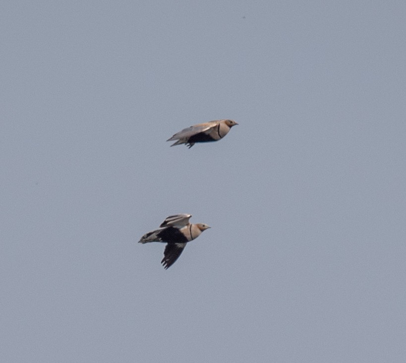 Black-bellied Sandgrouse - ML620218611