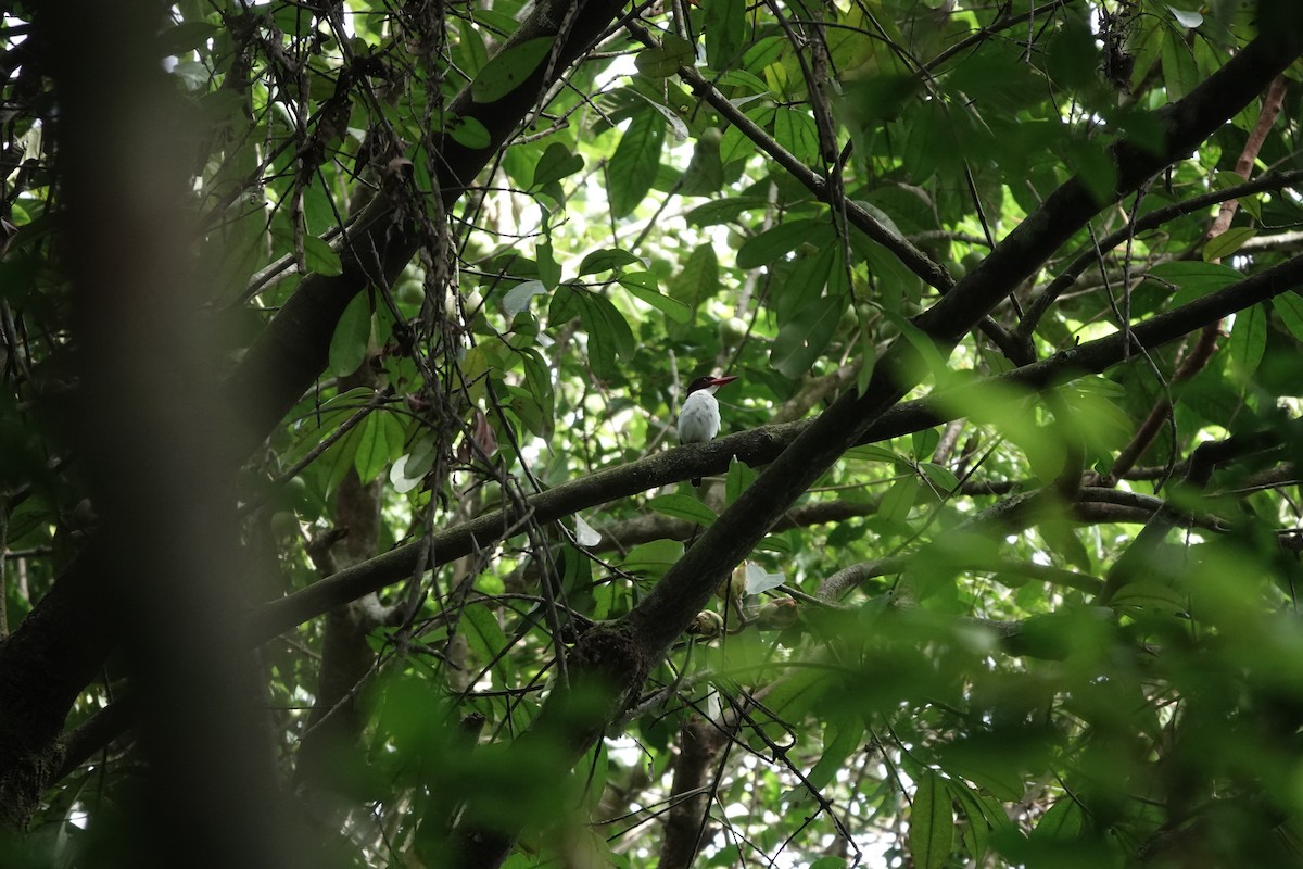 Chocolate-backed Kingfisher - ML620218613